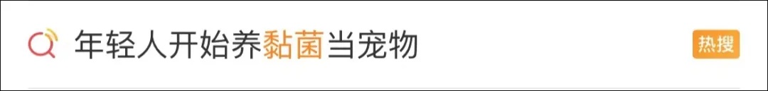 养黏菌当宠物火了,对身体有害吗? 养黏菌当宠物火了,对身体有害吗?