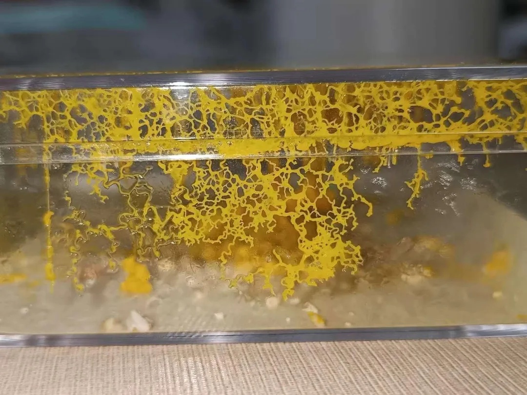 养黏菌当宠物火了,对身体有害吗? 养黏菌当宠物火了,对身体有害吗?