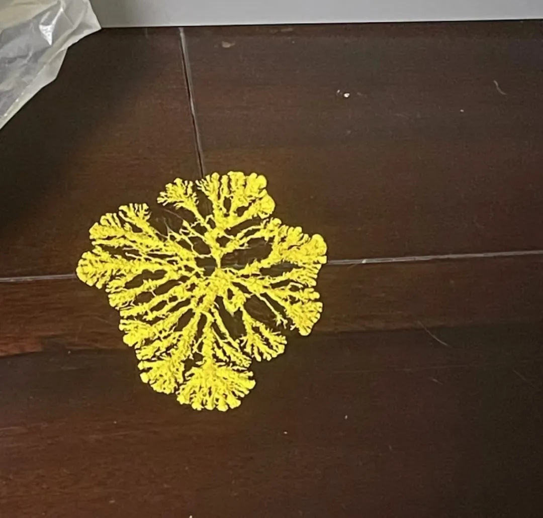 养黏菌当宠物火了,对身体有害吗? 养黏菌当宠物火了,对身体有害吗?