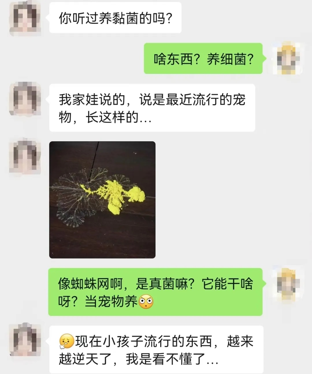 养黏菌当宠物火了,对身体有害吗? 养黏菌当宠物火了,对身体有害吗?