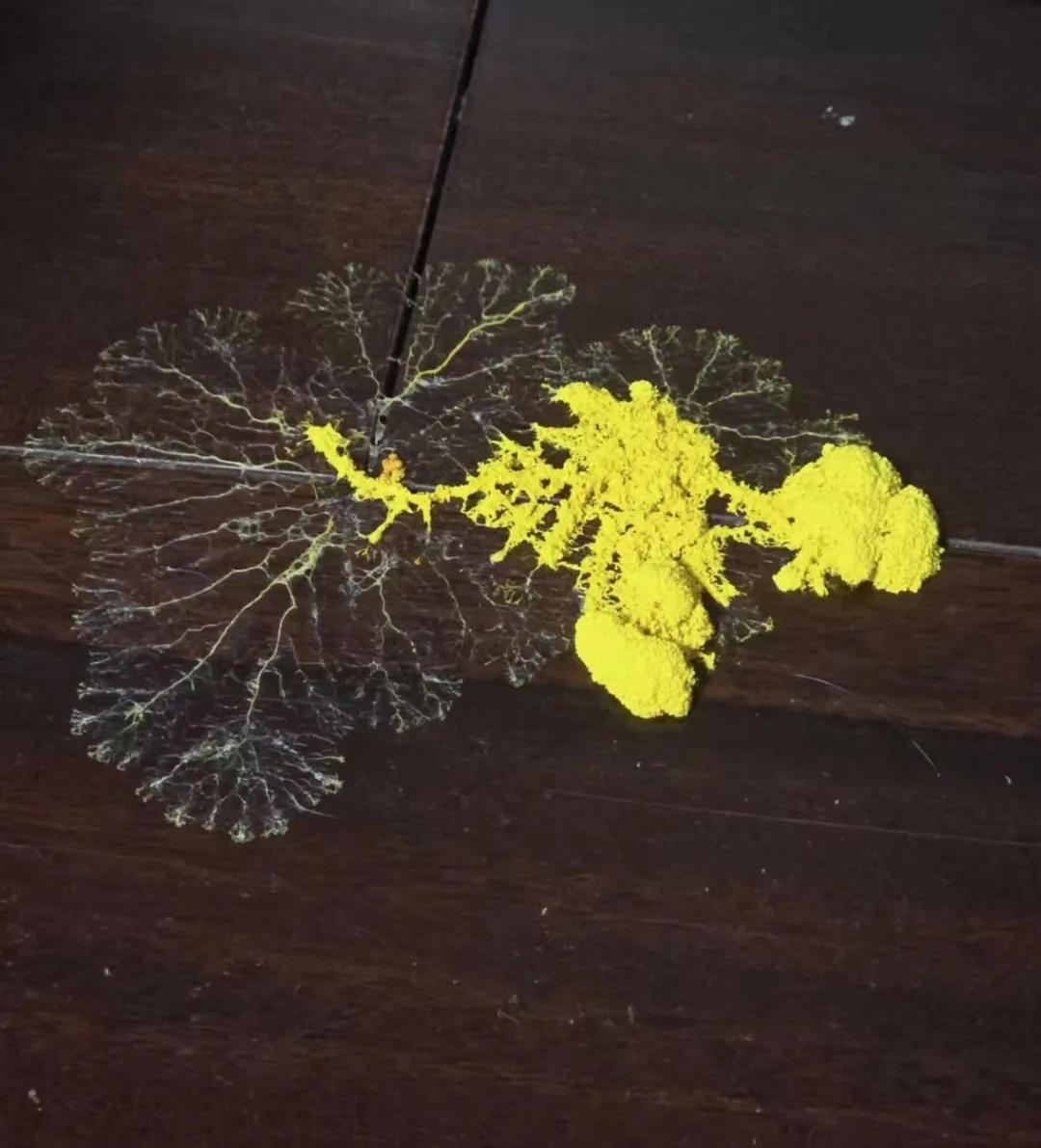 养黏菌当宠物火了,对身体有害吗? 养黏菌当宠物火了,对身体有害吗?