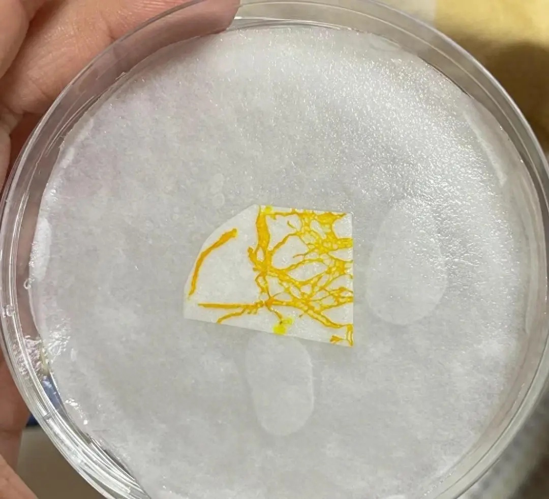 养黏菌当宠物火了,对身体有害吗? 养黏菌当宠物火了,对身体有害吗?