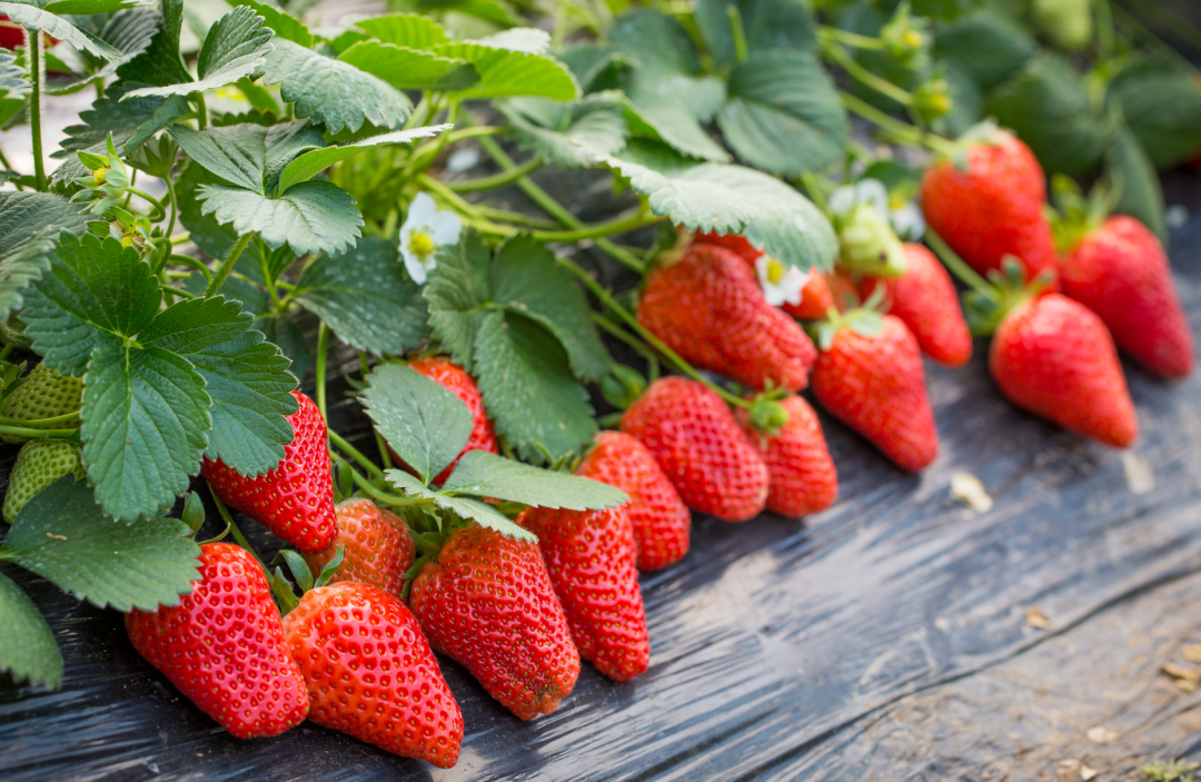 1742365495708830.png 6.png